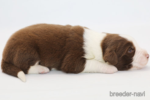 成約済の神奈川県のボーダーコリー-359949の4枚目